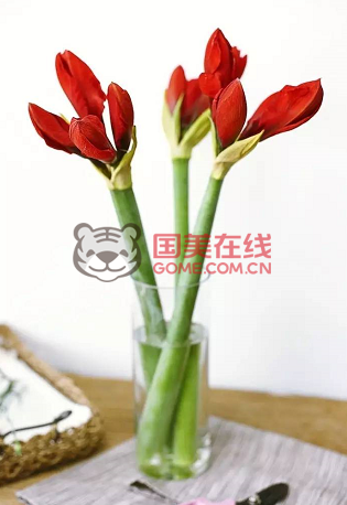 朱顶红