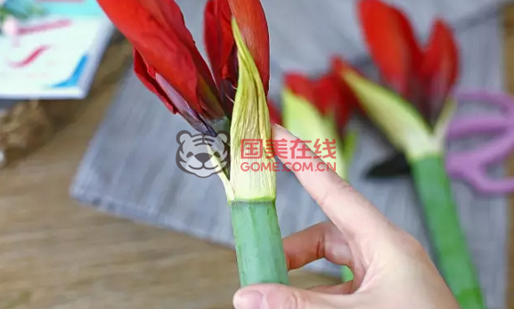 朱顶红保存的方法