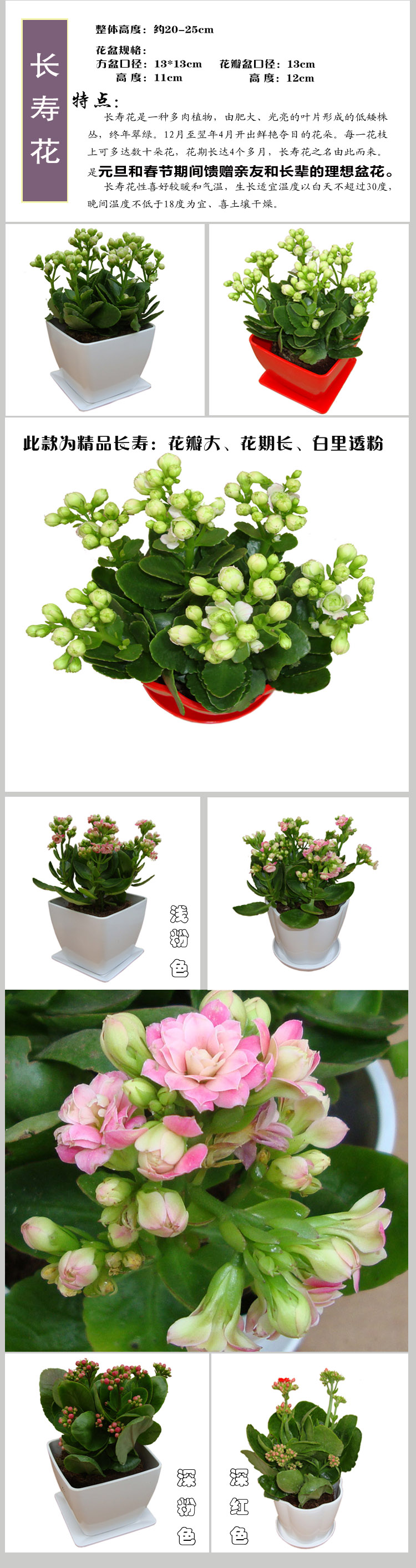 立泰悦达长寿花花卉盆栽植物绿色植物室内植物礼品花卉花期长精品长寿