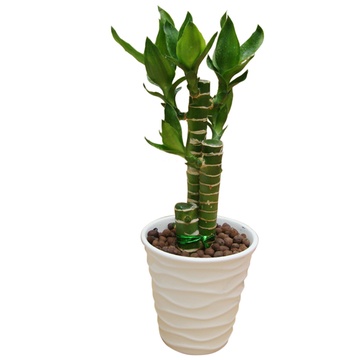 步步高竹子盆栽l1230